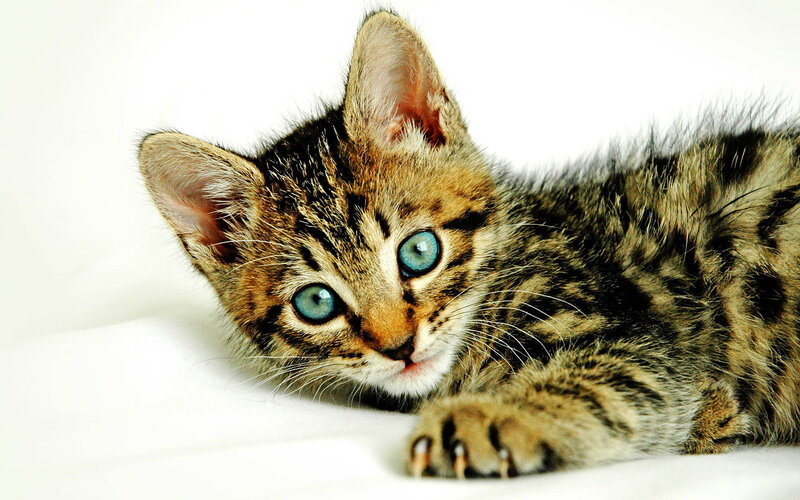 tabby kitten with blue eyes
