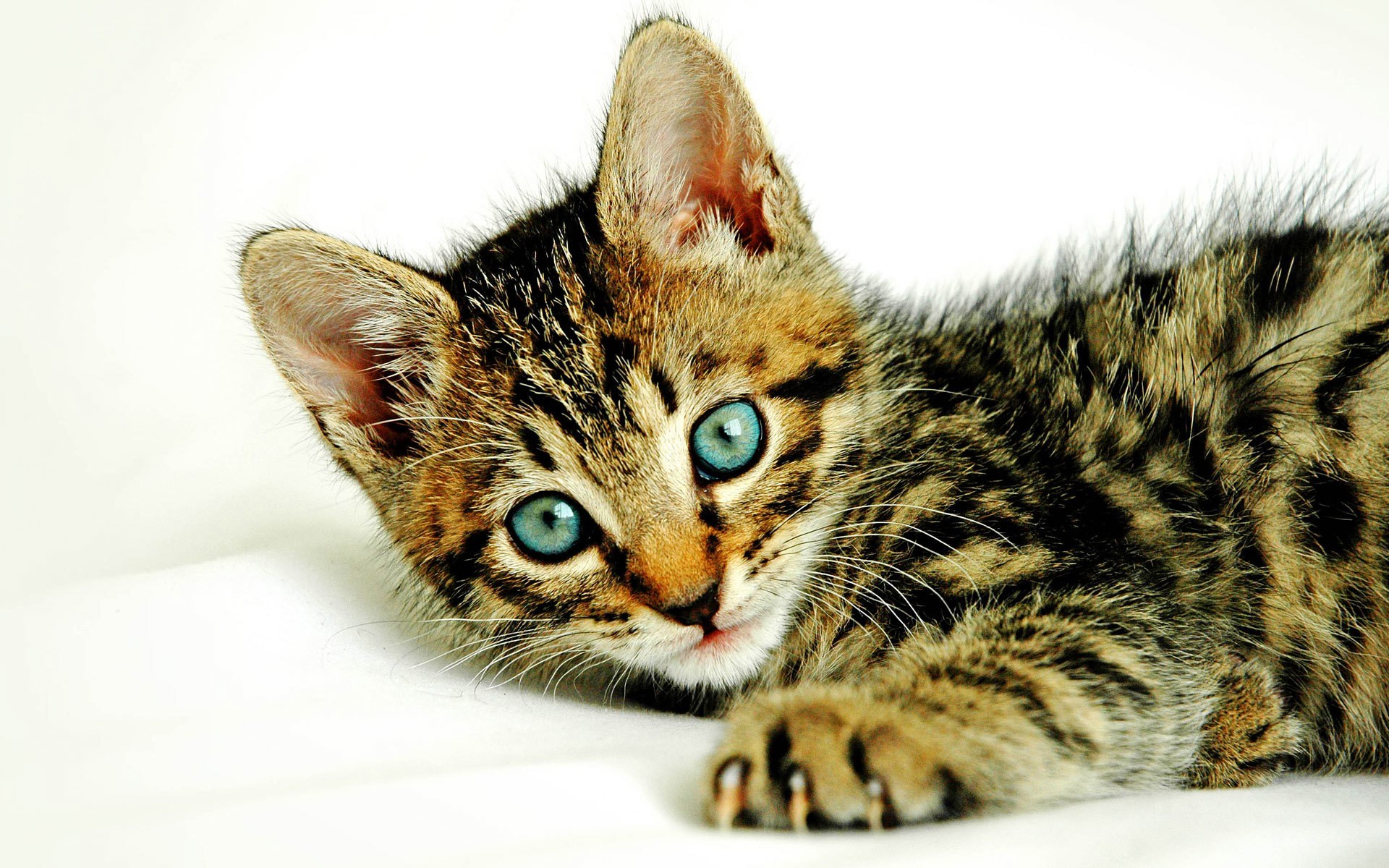 tabby kitten with blue eyes