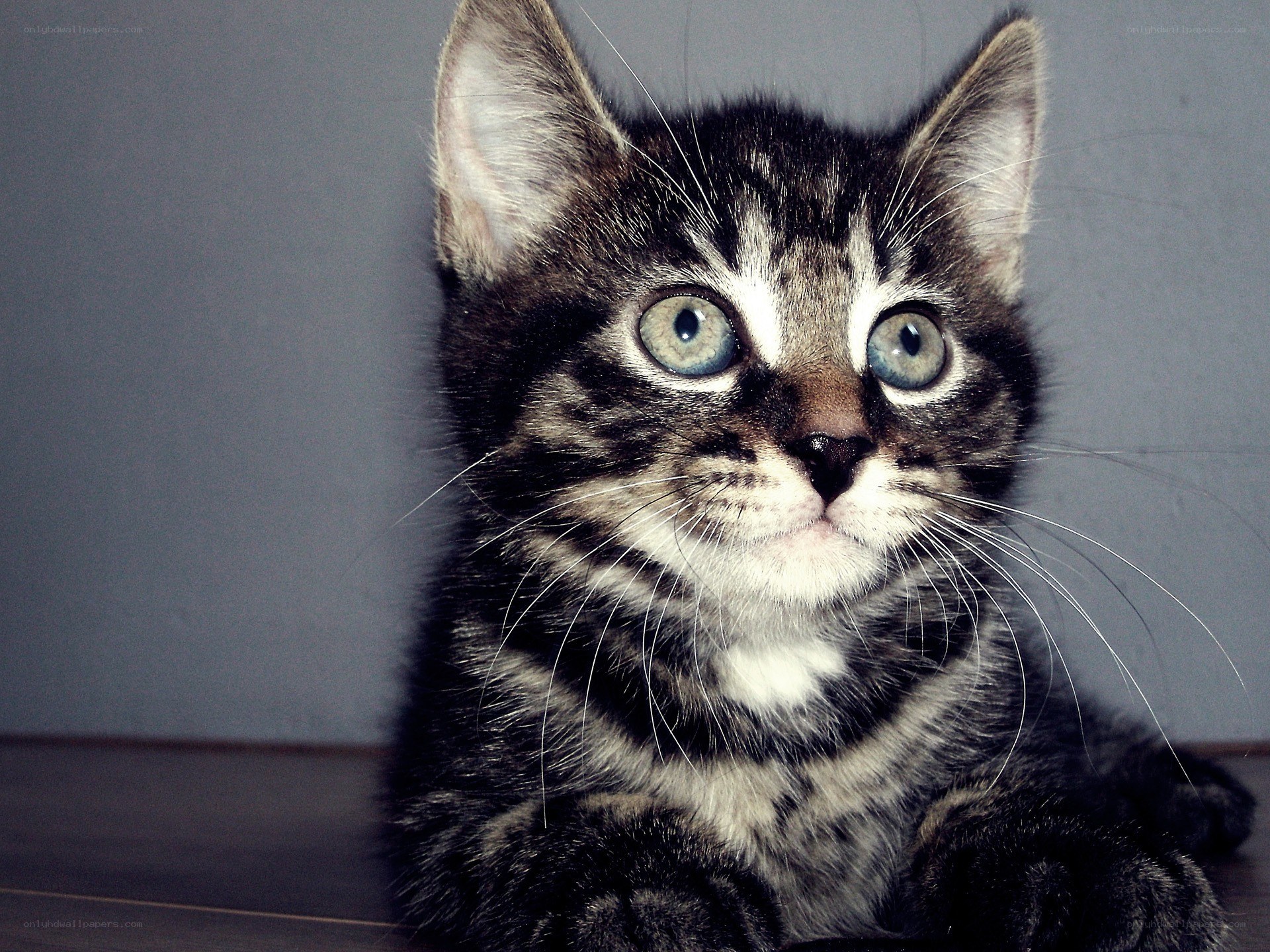 tabby kitten with blue eyes