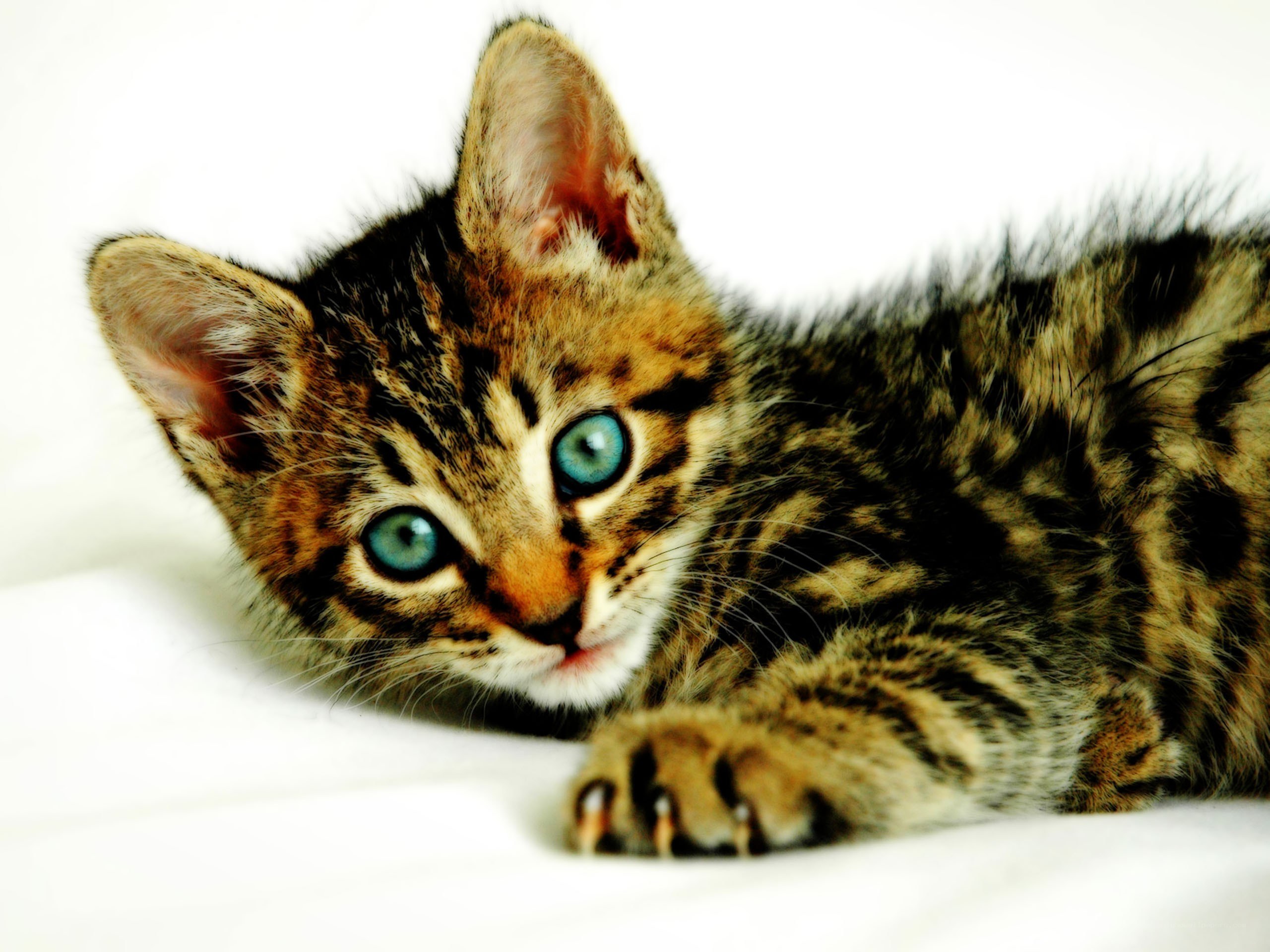 tabby kitten with blue eyes