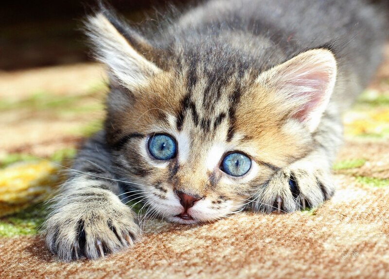 Tabby Kitten with Blue Eyes — Brown, Calm, Afternoon