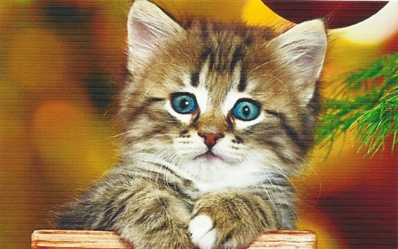 Tabby Kitten with Blue Eyes — Brown, Calm, Photograph, Green Branch
