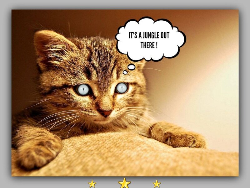 Tabby Kitten with Blue Eyes — Brown, Calm, Photograph, Thought Bubble