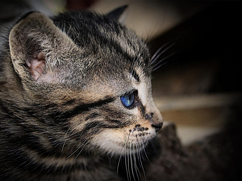 Tabby Kitten with Blue Eyes — Brown, Calm, Photograph, Whiskers
