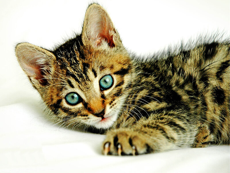 Tabby Kitten with Blue Eyes — Brown, Calm, Photograph, White Surface