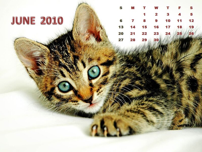 Tabby Kitten with Blue Eyes — Brown, Calm, Summer