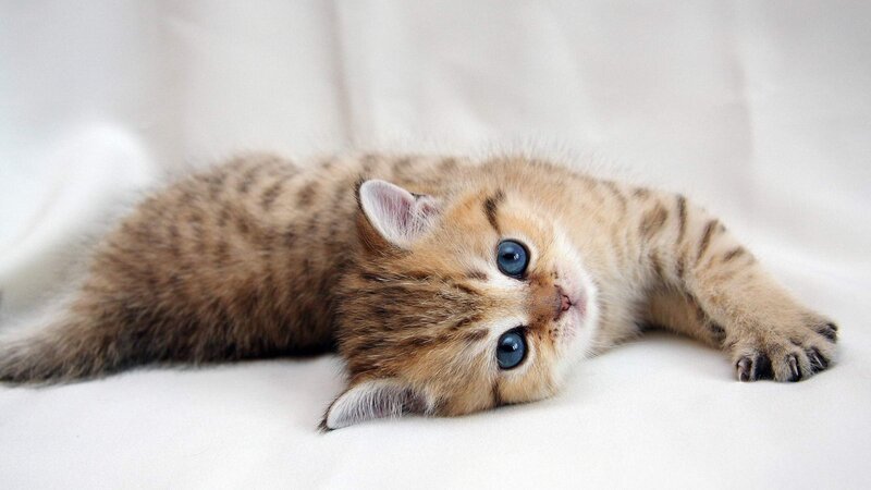 Tabby Kitten with Blue Eyes — Brown, Calm