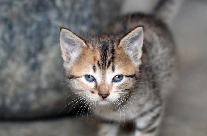 Tabby Kitten with Blue Eyes — Brown, Curious, Photograph