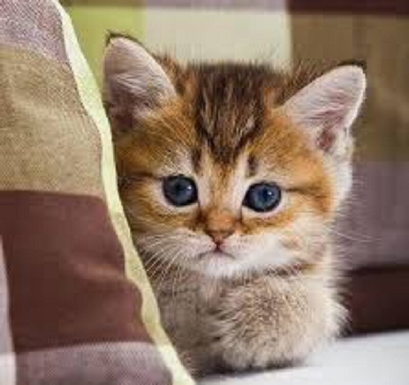 Tabby Kitten with Blue Eyes — Brown, Innocent, Photograph