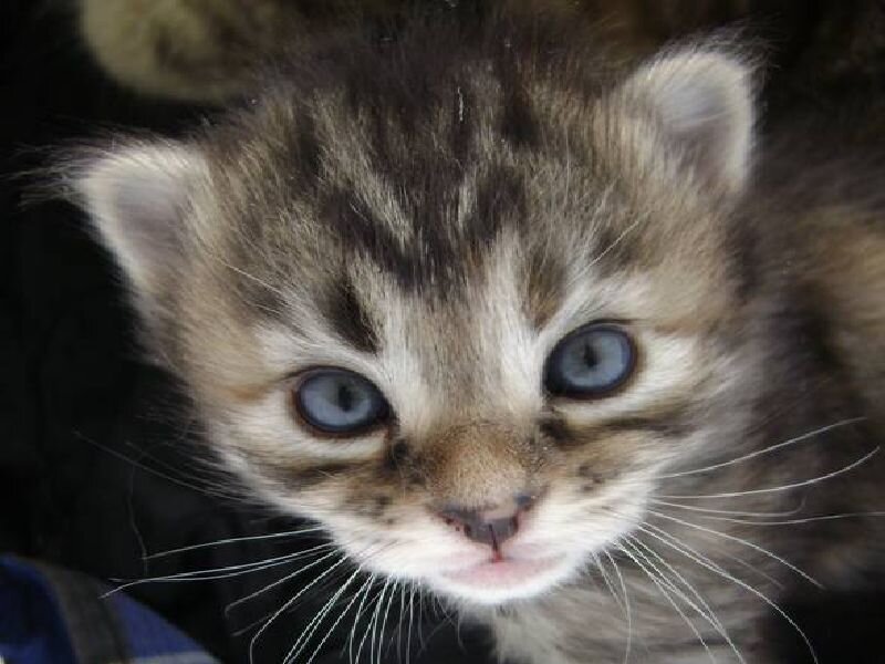 Tabby Kitten with Blue Eyes — Brown, Innocent