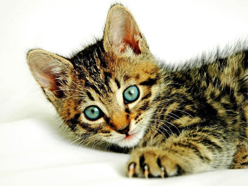 Tabby Kitten with Blue Eyes — Brown