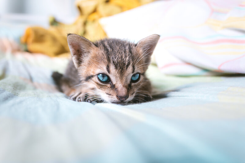 Tabby Kitten with Blue Eyes — Calm