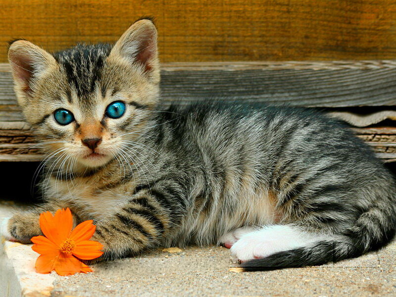 Tabby Kitten with Blue Eyes — Gray, Calm, Photograph