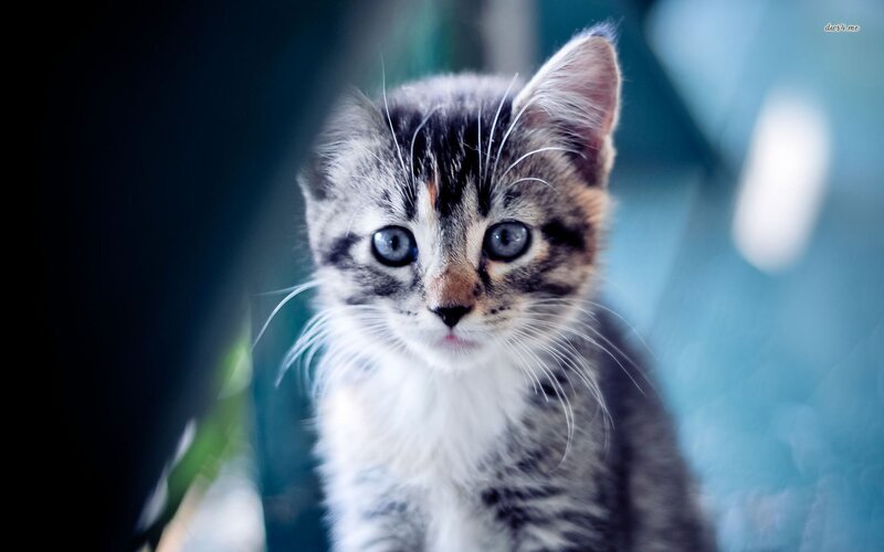 Tabby Kitten with Blue Eyes — Gray, Calm, Photograph, Whiskers, Blue Background