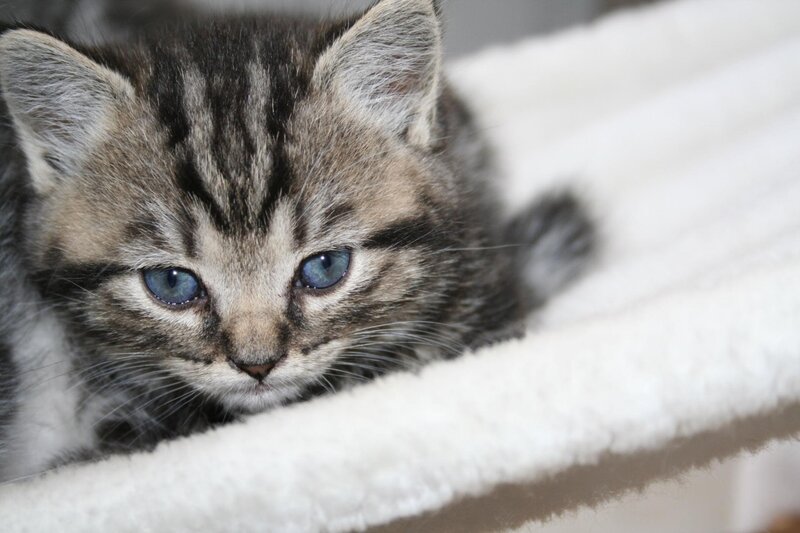 Tabby Kitten with Blue Eyes — Gray, Calm, Photograph, White Blanket