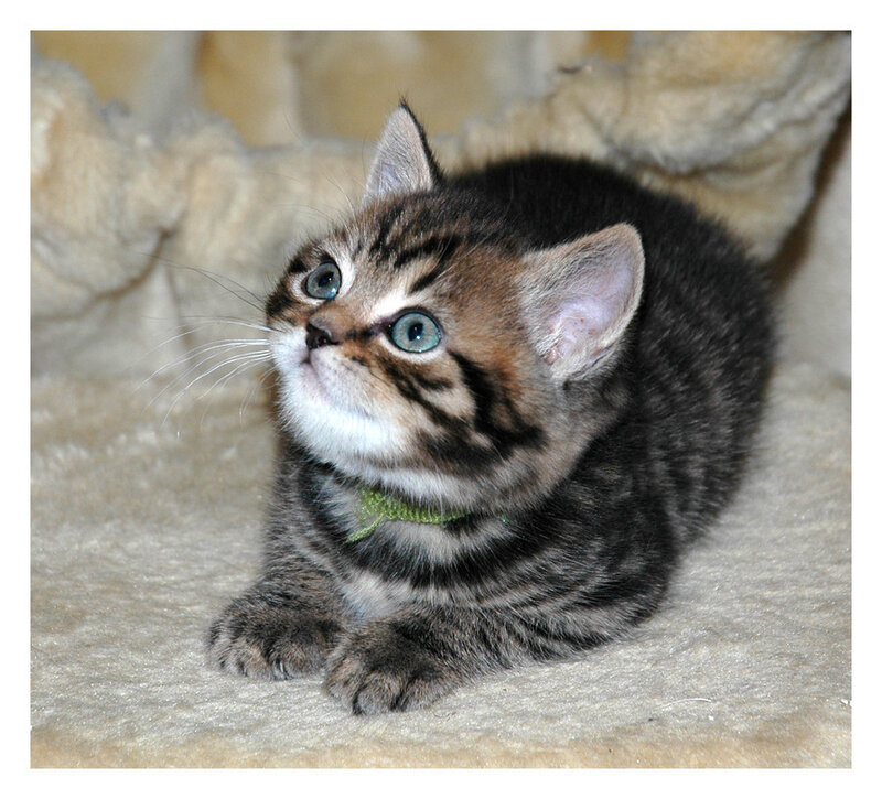 Tabby Kitten with Blue Eyes — Gray, Curious, Photograph, Collar