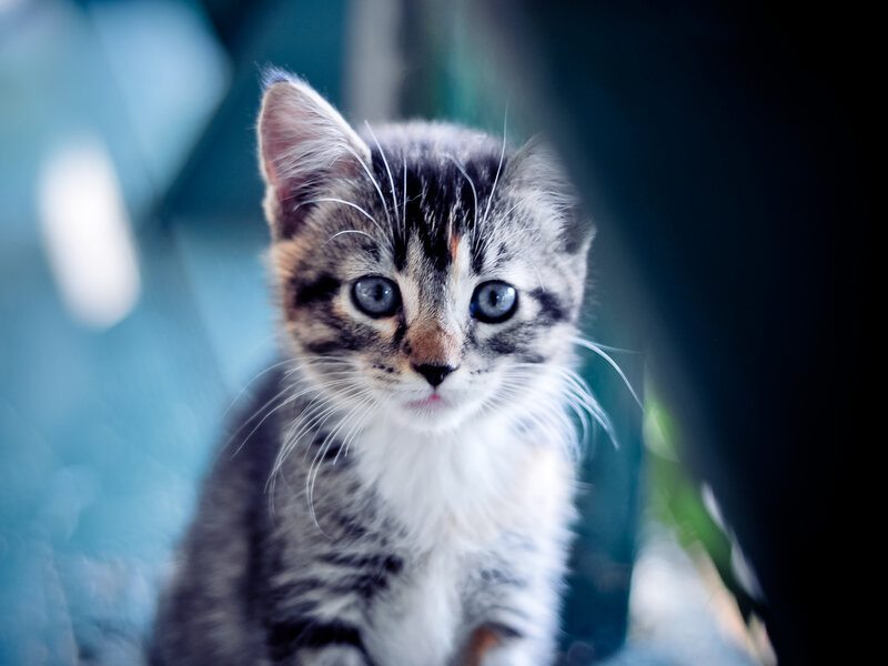 Tabby Kitten with Blue Eyes — Gray, Curious, Photograph