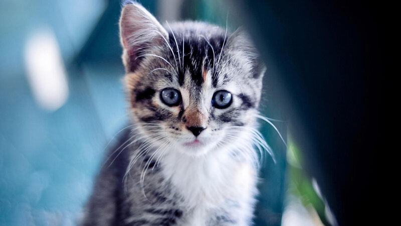 Tabby Kitten with Blue Eyes — Gray, Curious, Photograph, Whiskers, Blue Background