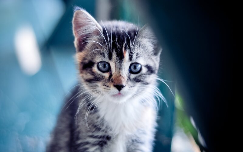 Tabby Kitten with Blue Eyes — Gray, Curious, Photograph, Whiskers, Blue Background, White