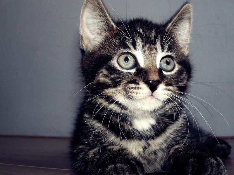 Tabby Kitten with Blue Eyes — Gray, Curious, Photograph, Whiskers, Floor