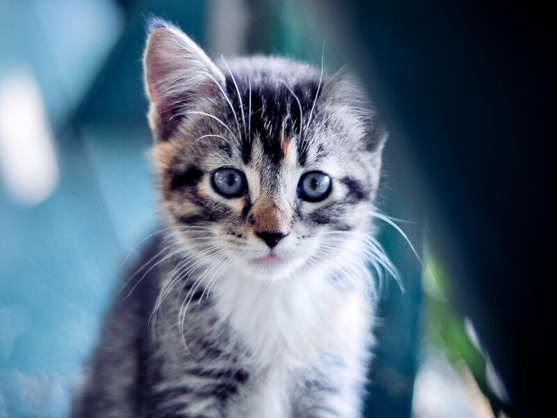 Tabby Kitten with Blue Eyes — Gray, Curious, Photograph, Whiskers