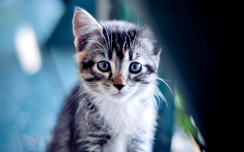 Tabby Kitten with Blue Eyes — Gray, Curious