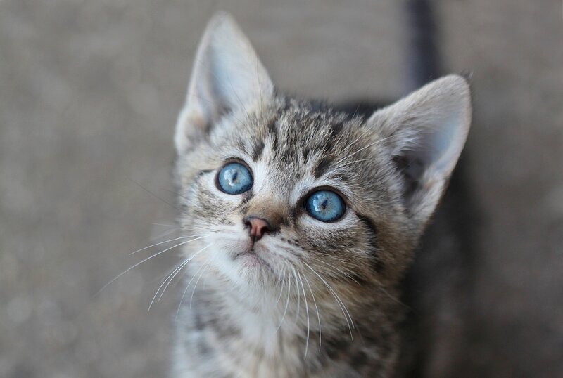 Tabby Kitten with Blue Eyes — Gray, Innocent