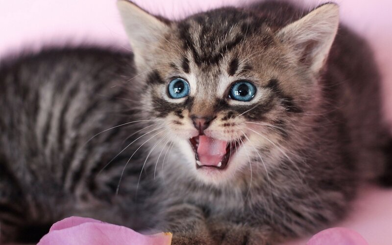 Tabby Kitten with Blue Eyes — Gray, Playful