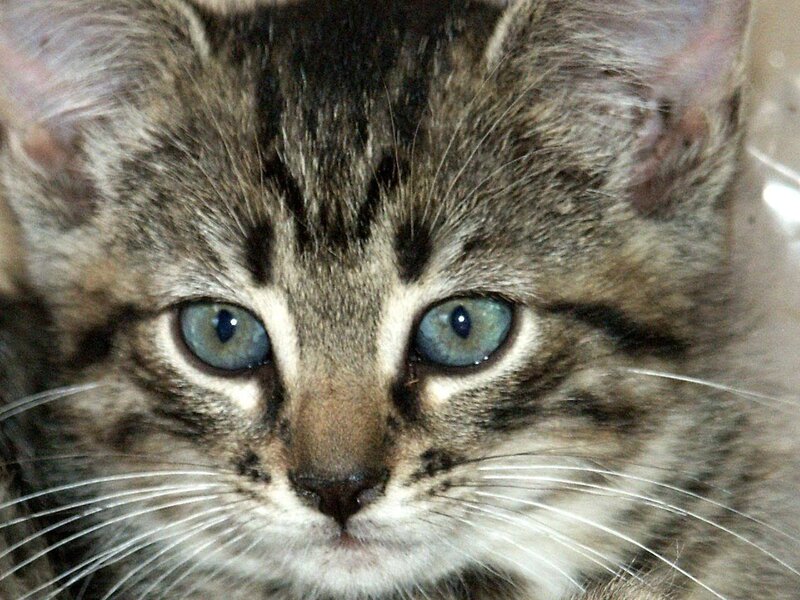 Tabby Kitten with Blue Eyes — Gray