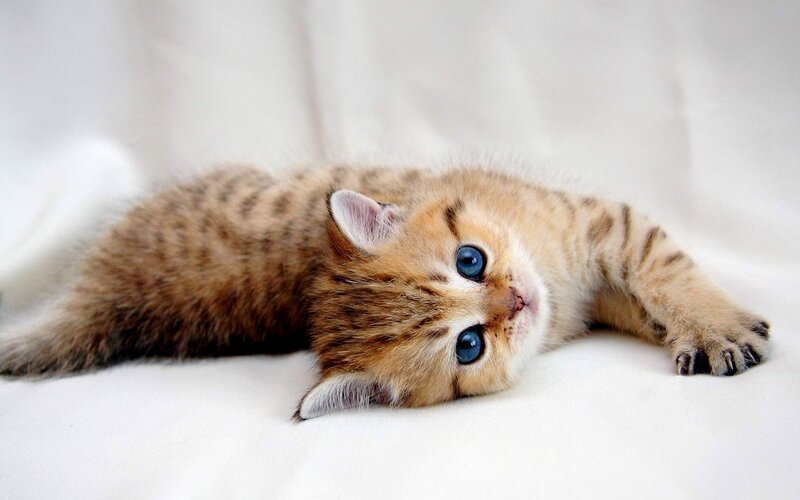 Tabby Kitten with Blue Eyes — White
