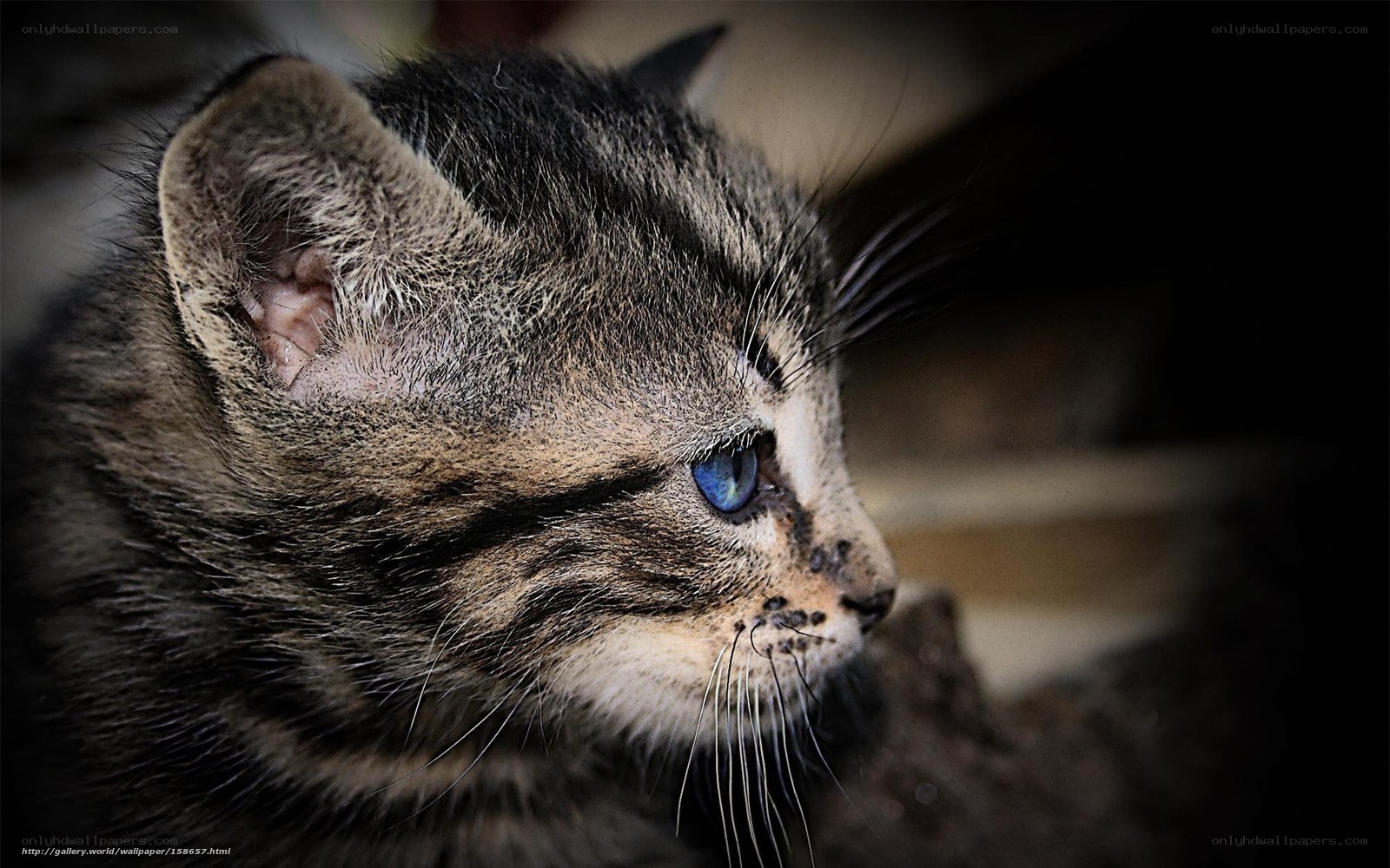 tabby kitten with blue eyes
