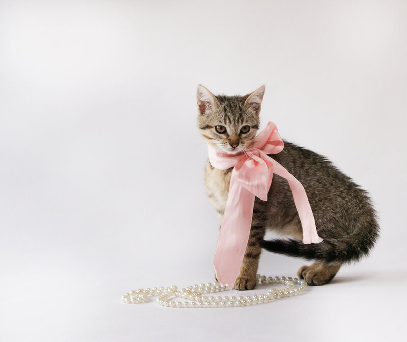 Tabby Kitten with Bow