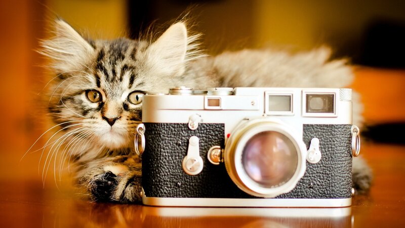 Tabby Kitten with Camera — Brown, Calm
