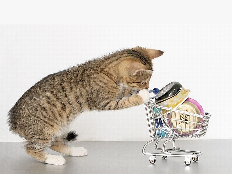 Tabby Kitten with Cart