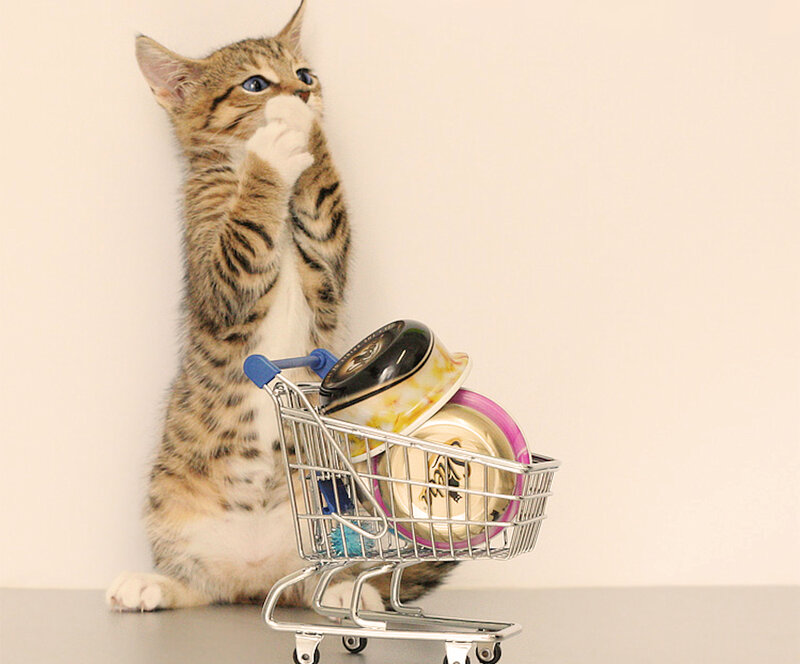 Tabby Kitten with Cart — White, Playful