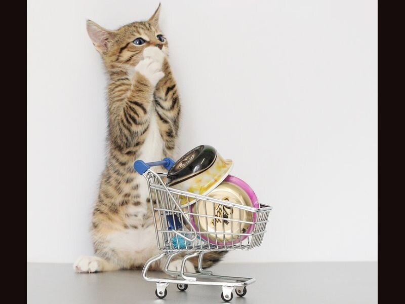 Tabby Kitten with Cart — White