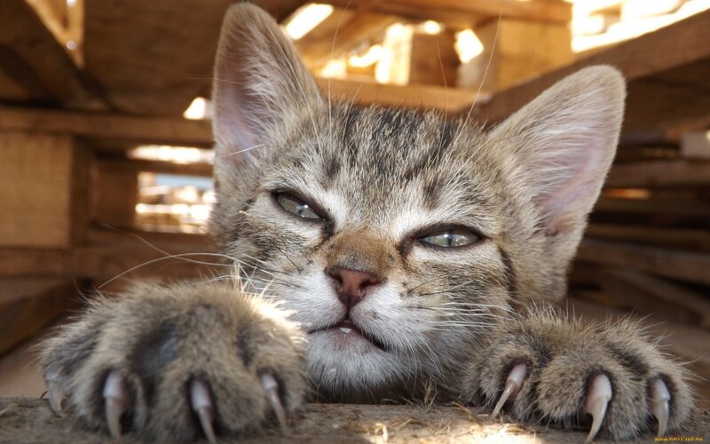 Tabby Kitten with Claws — Brown, Curious