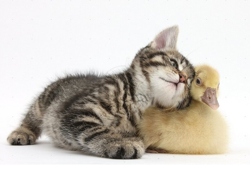Tabby Kitten with Duckling — Gray