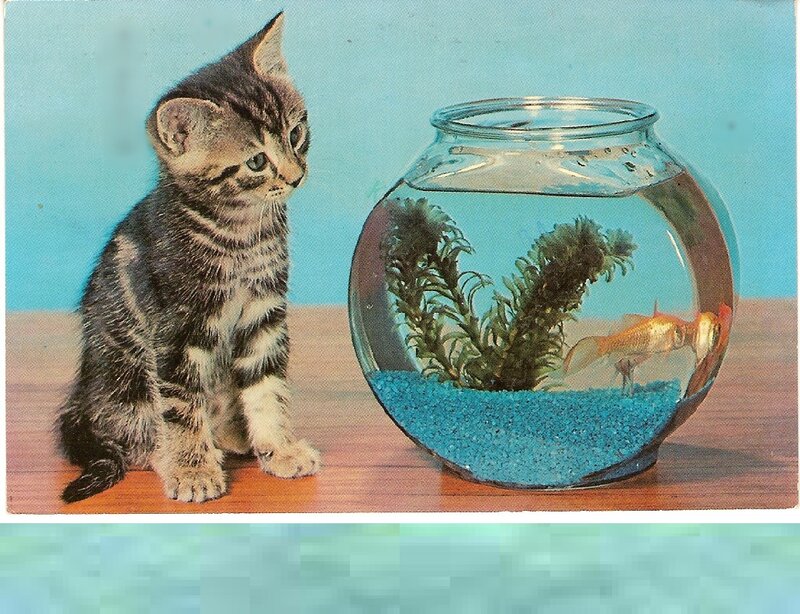 Tabby Kitten with Fishbowl