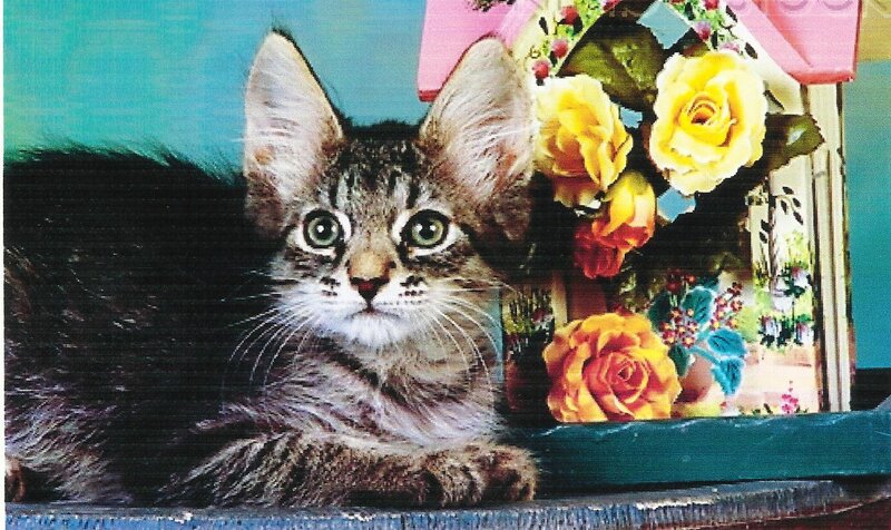 Tabby Kitten with Flowers — Gray