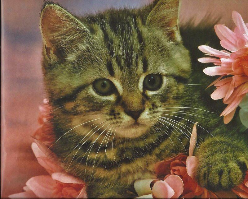 Tabby Kitten with Flowers — Pink, Calm