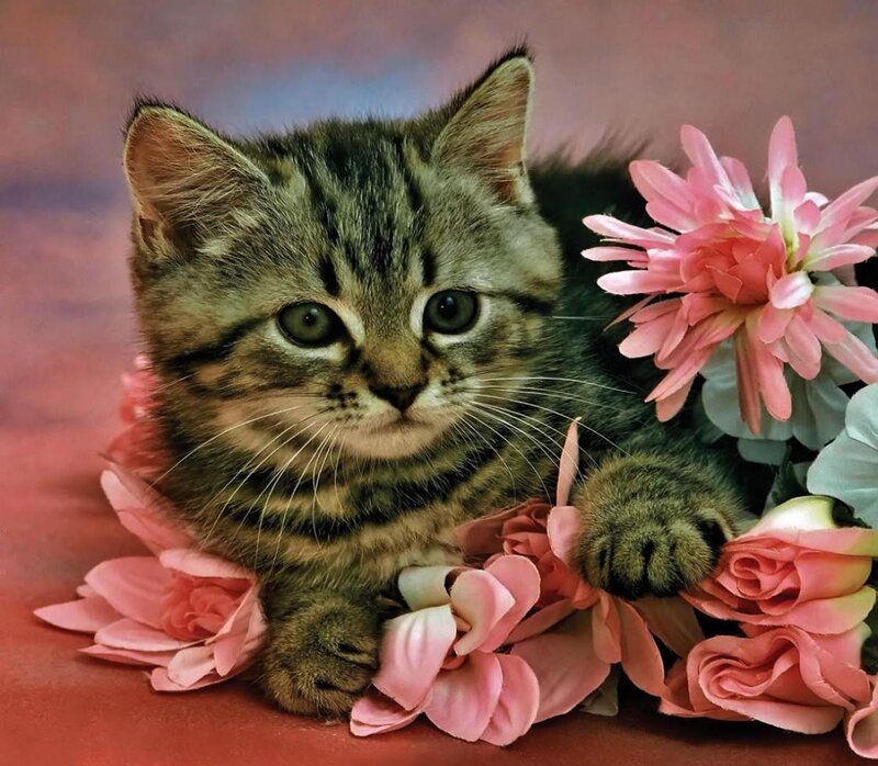 Tabby Kitten with Flowers — Pink