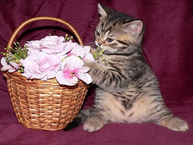 Tabby Kitten with Flowers — Purple