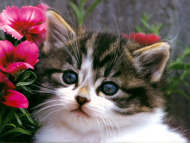 Tabby Kitten with Flowers