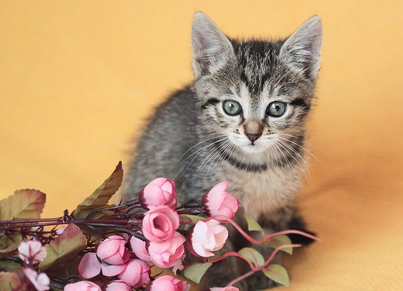 Tabby Kitten with Flowers — Yellow, Calm