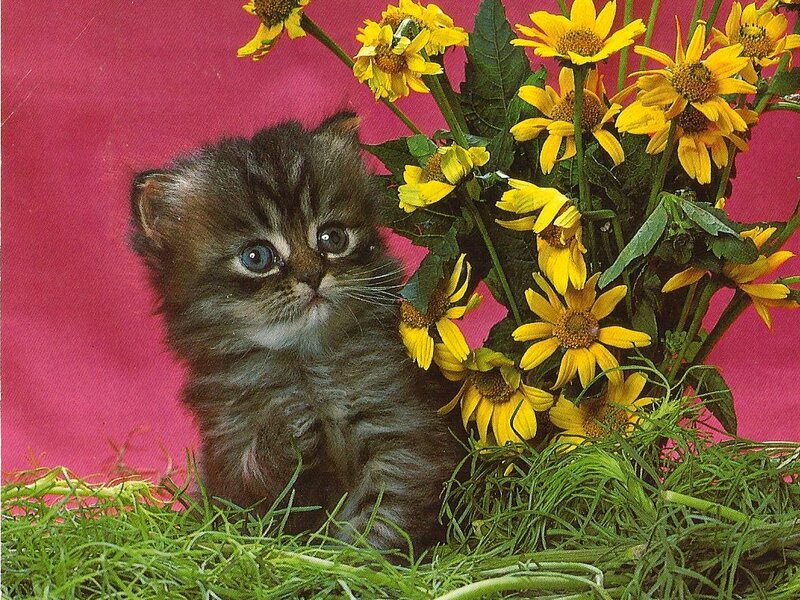 Tabby Kitten with Flowers — Yellow