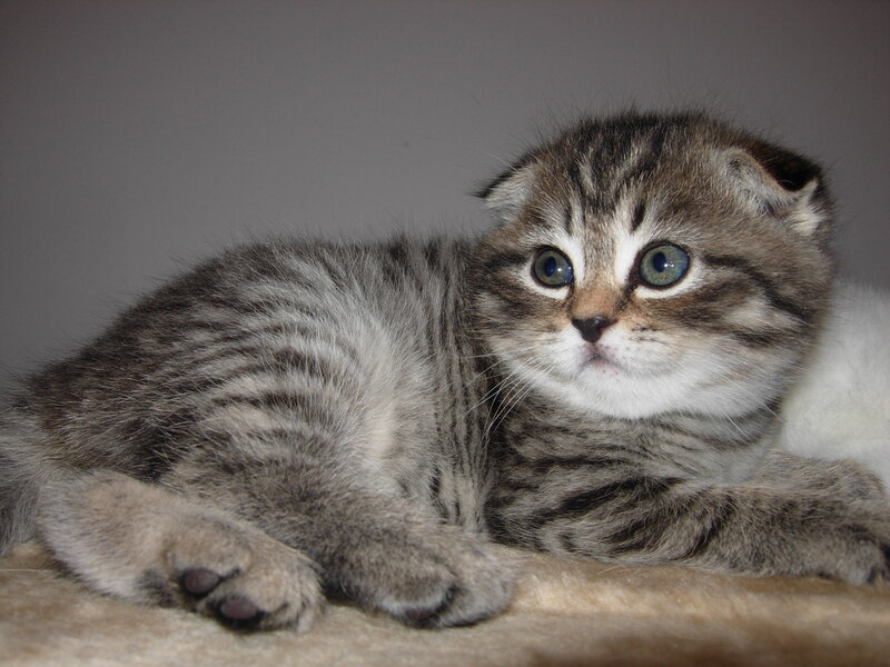 Tabby Kitten with Folded Ears — Gray