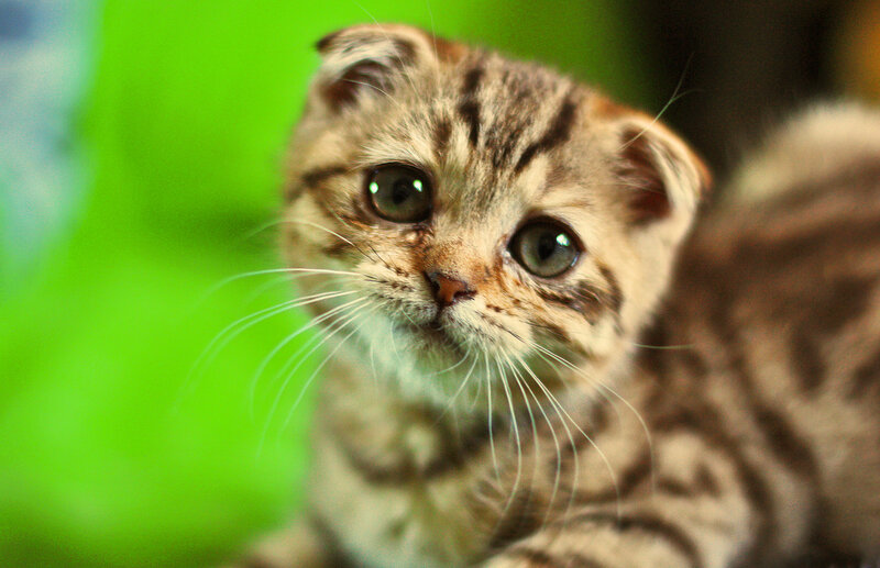 Tabby Kitten with Folded Ears