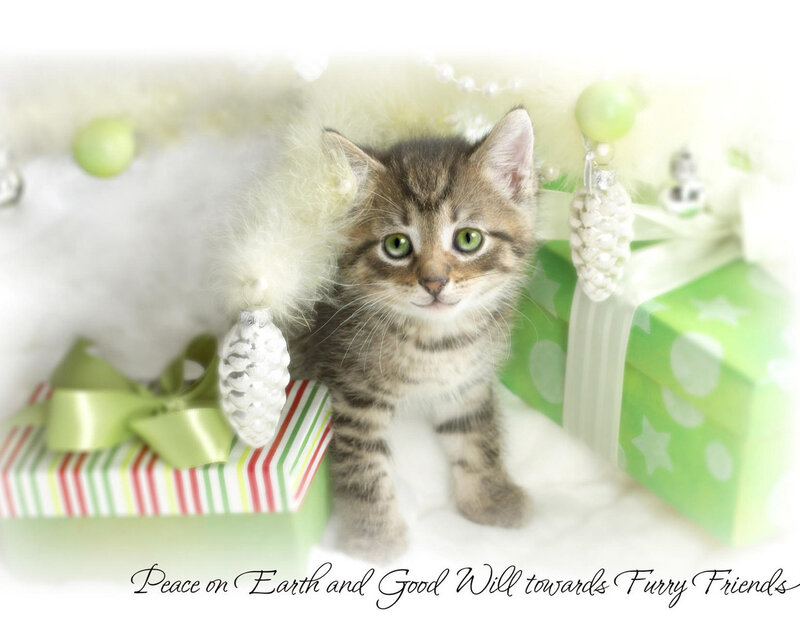 Tabby Kitten with Gifts — Green