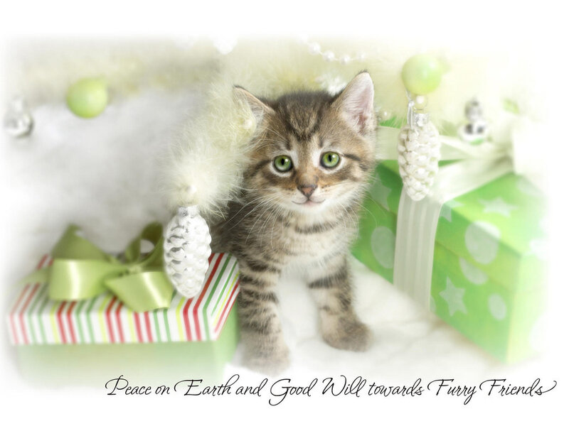 Tabby Kitten with Gifts